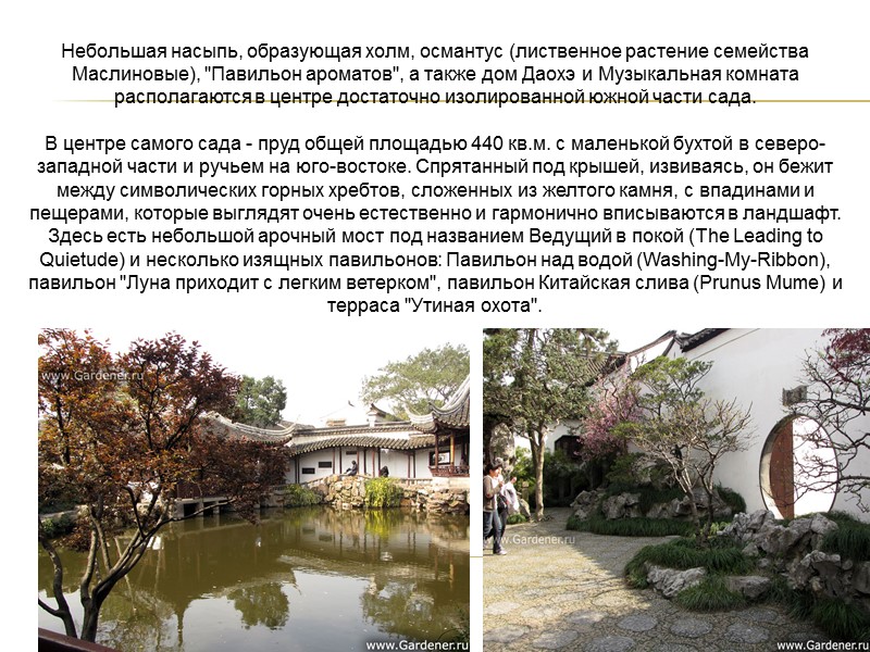 Небольшая насыпь, образующая холм, османтус (лиственное растение семейства Маслиновые), 